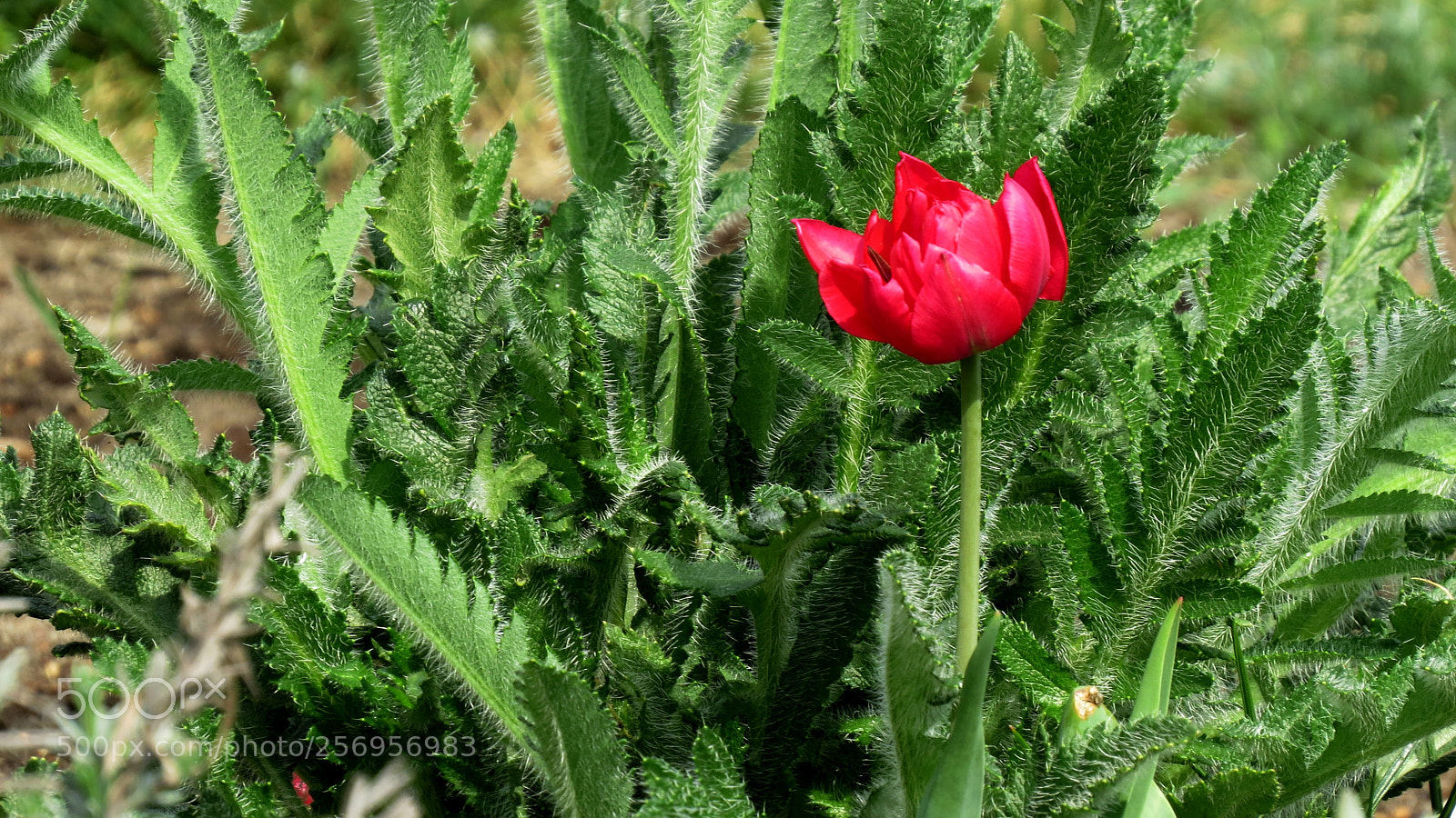 Canon PowerShot SX50 HS sample photo. Flower photography
