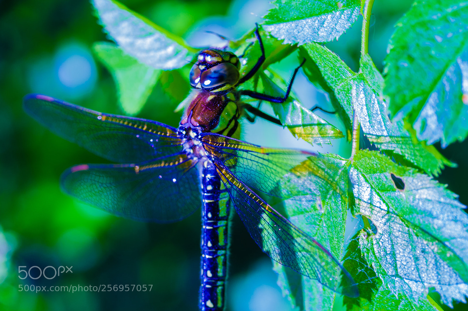 Canon EOS 1000D (EOS Digital Rebel XS / EOS Kiss F) sample photo. Dragonfly photography