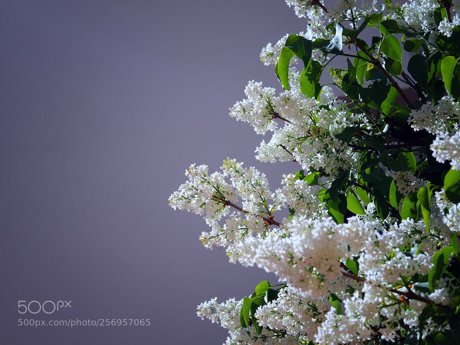 Olympus OM-D E-M10 sample photo. White lilac photography
