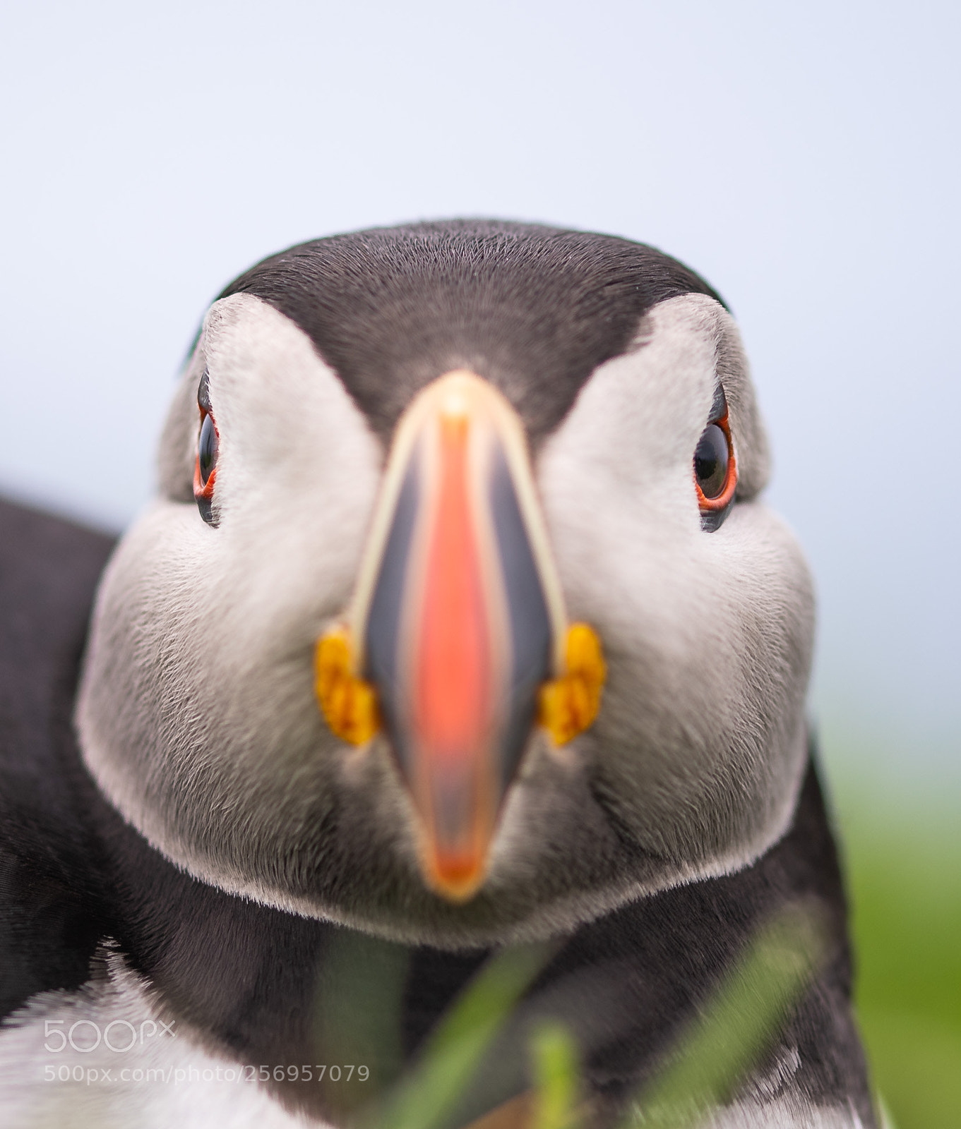 Nikon D750 sample photo. Puffin stare photography