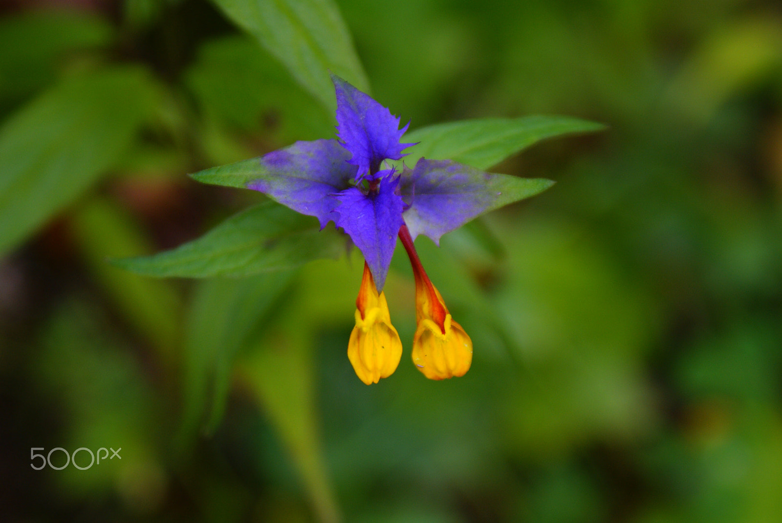 Sony Alpha DSLR-A300 sample photo. Blue leaves photography