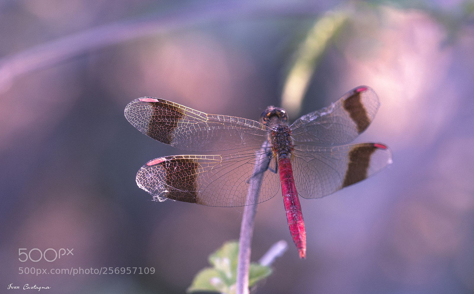 Nikon D7200 sample photo. Dragonfly photography