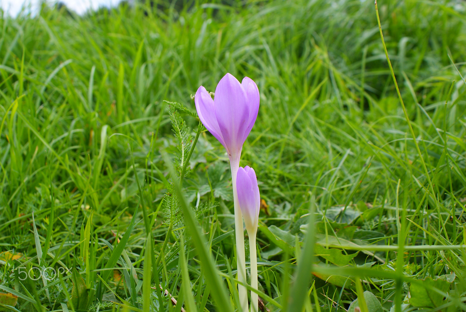 Sony Alpha DSLR-A300 sample photo. Bellflower photography
