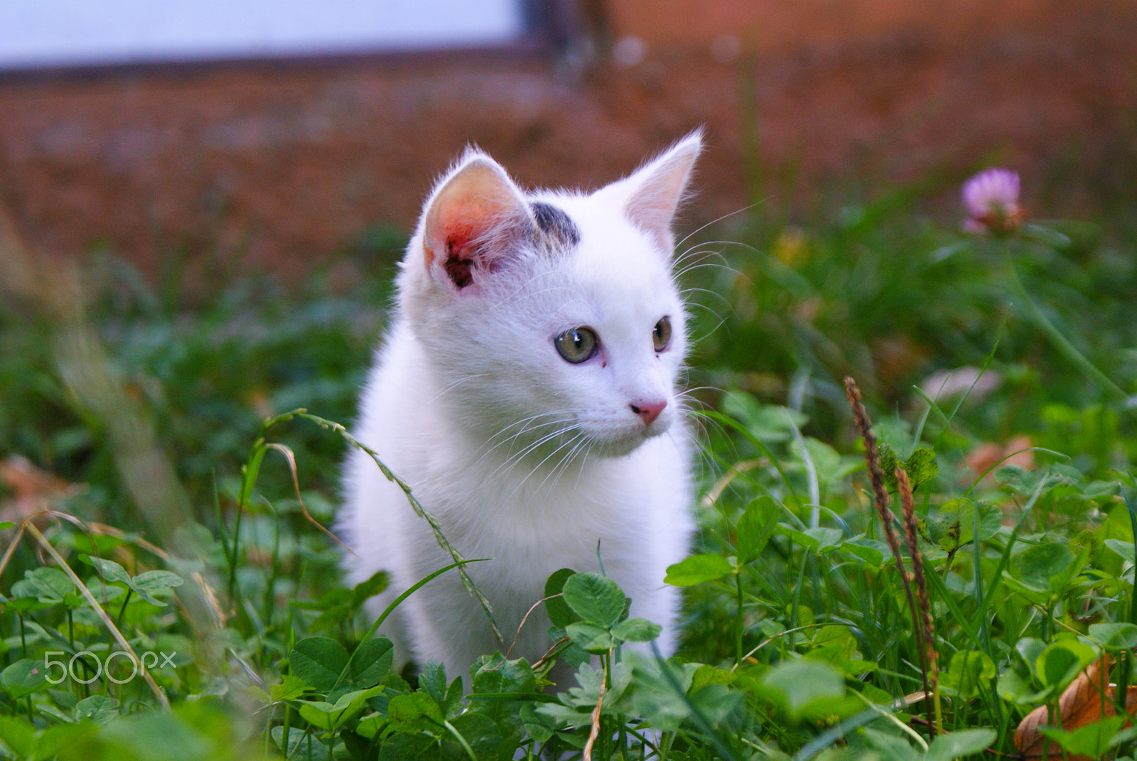 Sony Alpha DSLR-A300 sample photo. White kitten photography