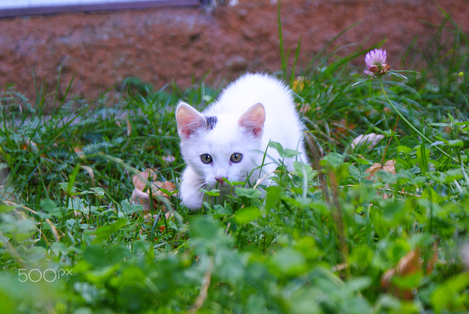 Sony Alpha DSLR-A300 sample photo. On the hunt photography