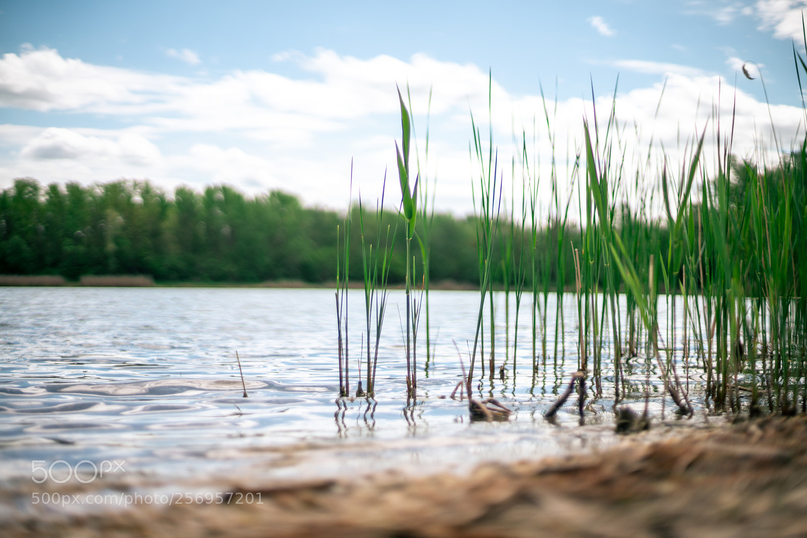 Sony a7R II sample photo. Seestrand photography