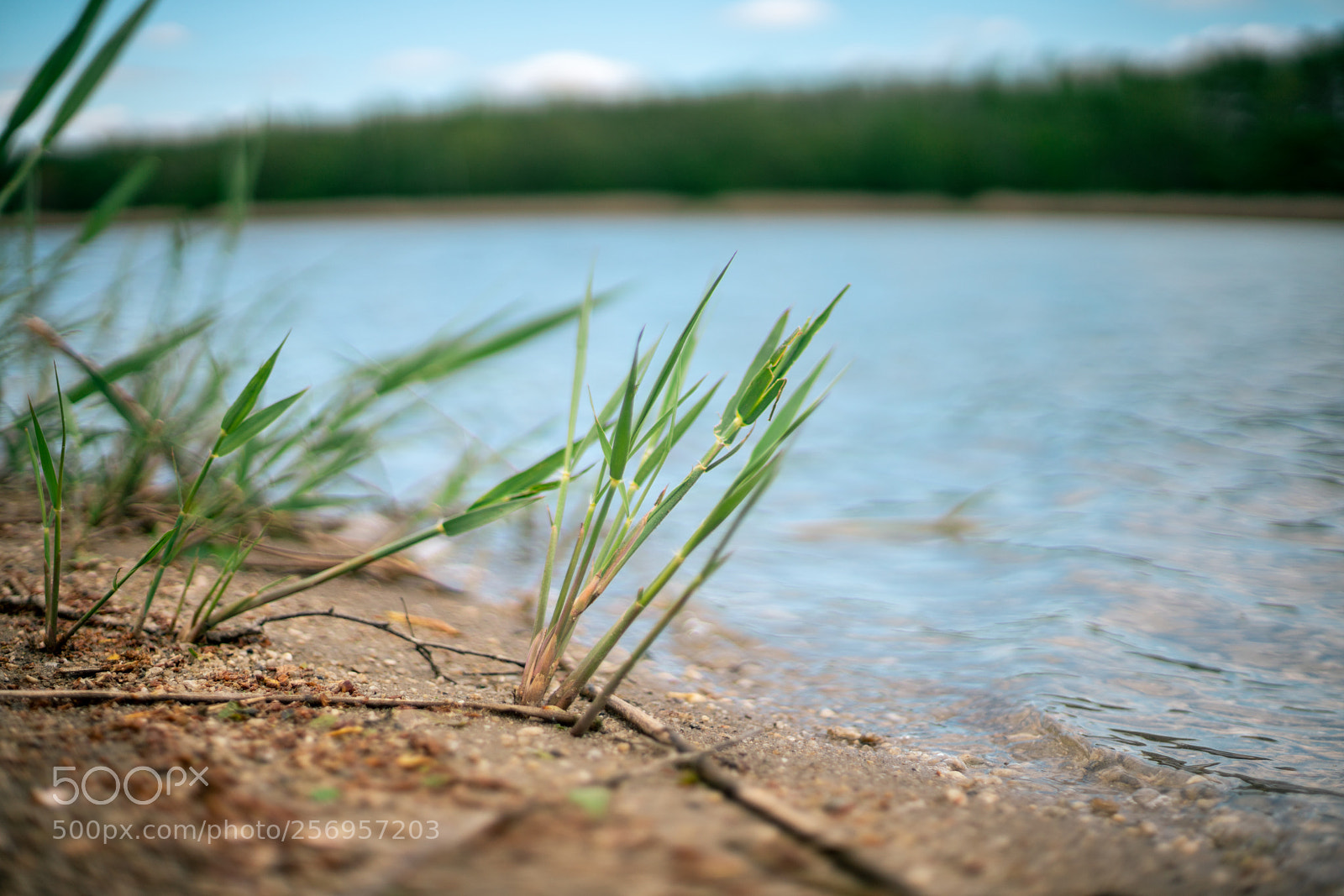 Sony a7R II sample photo. Seestrand photography