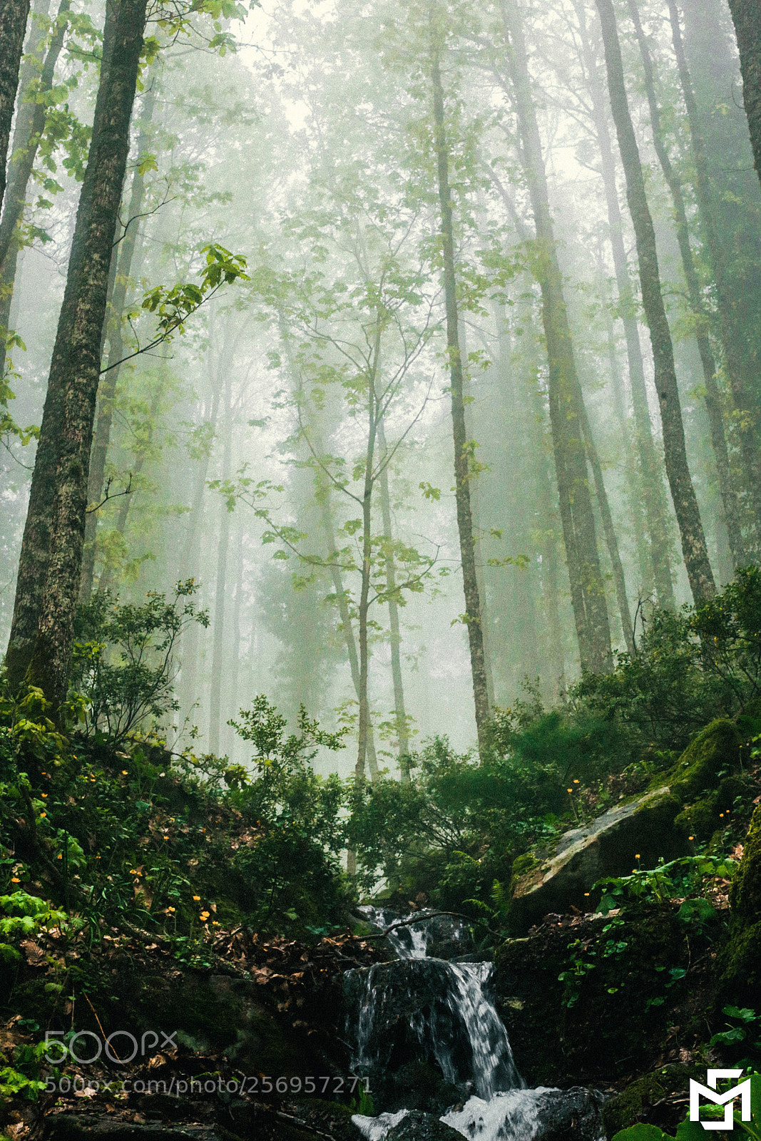 Canon EOS 6D sample photo. The rainforest of akradou photography