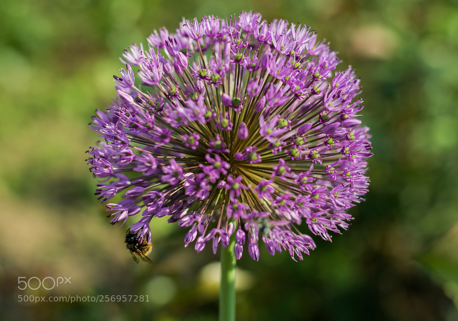 Nikon D5200 sample photo. Colors of spring photography