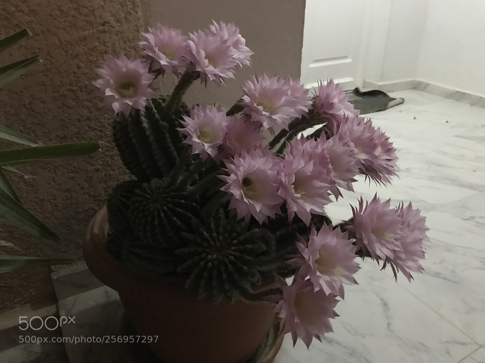 Apple iPhone 7 sample photo. Untitled photography
