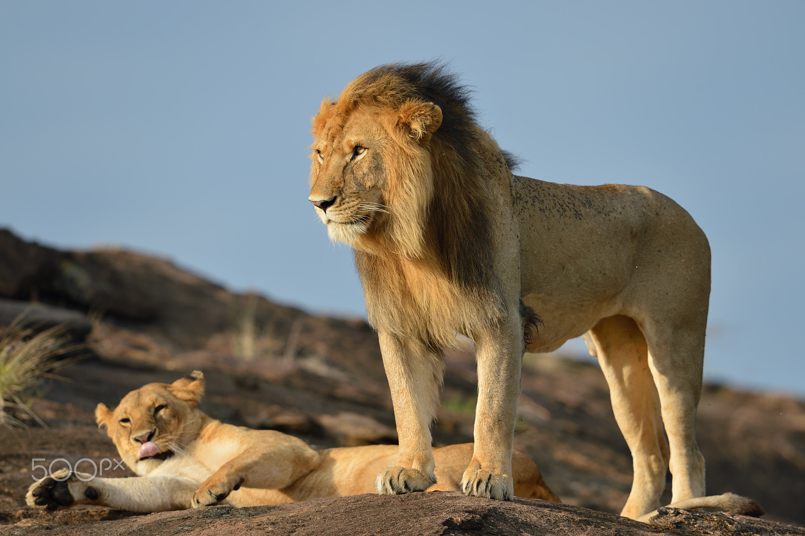 Nikon D4 + Nikon AF-S Nikkor 600mm F4G ED VR sample photo. Lion couple on honeymoon photography