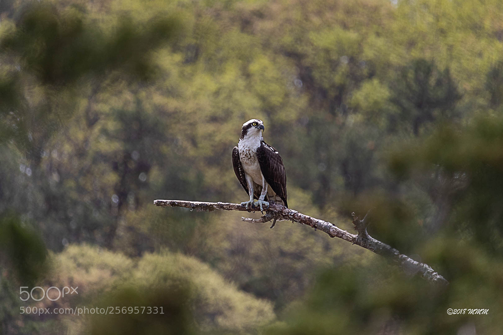 Canon EOS 77D (EOS 9000D / EOS 770D) sample photo. Ns birdofprey photography