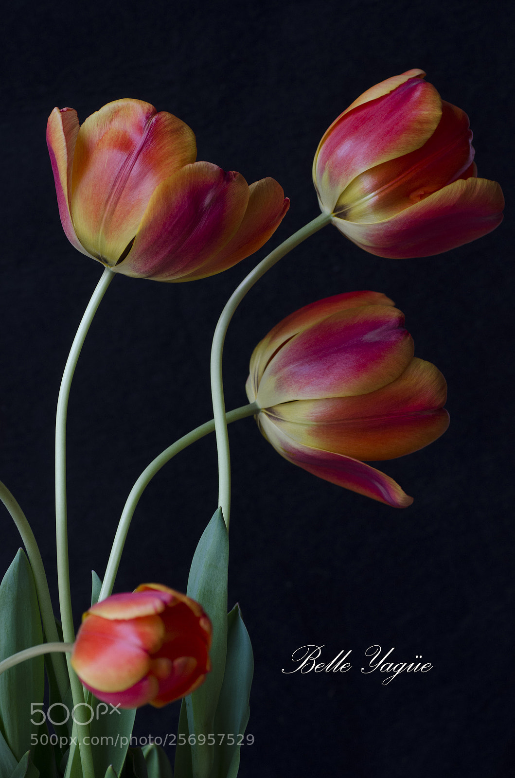 Nikon D7000 sample photo. Tulipanes photography