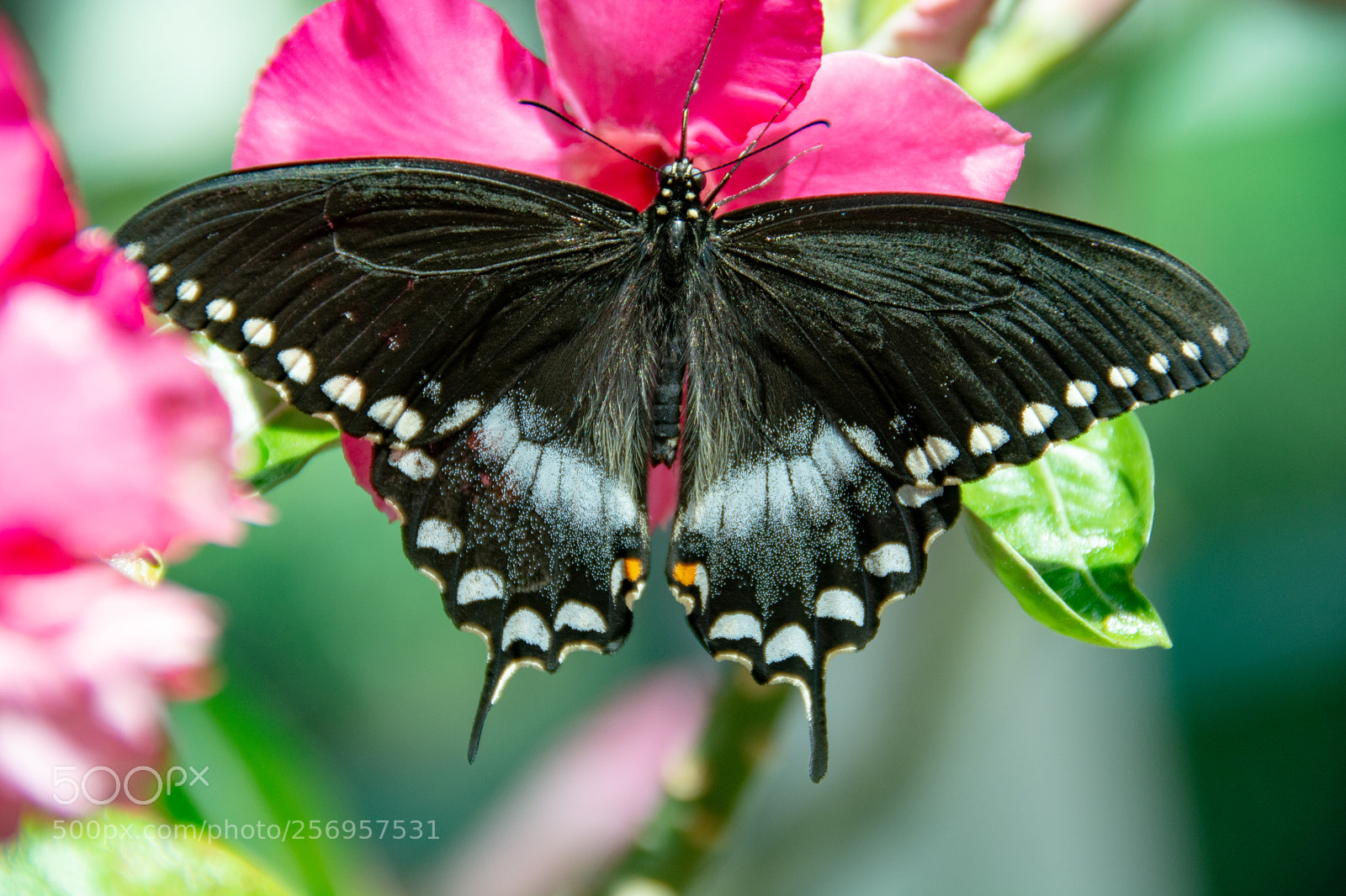 Nikon D7100 sample photo. Tiger swallowtail butterfly photography