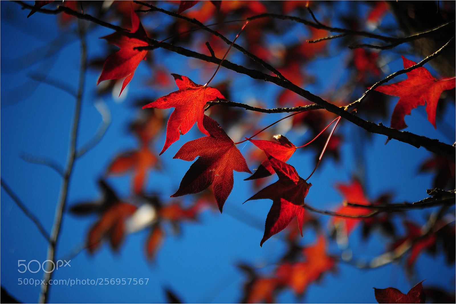 Nikon D700 sample photo. Vivid colour photography