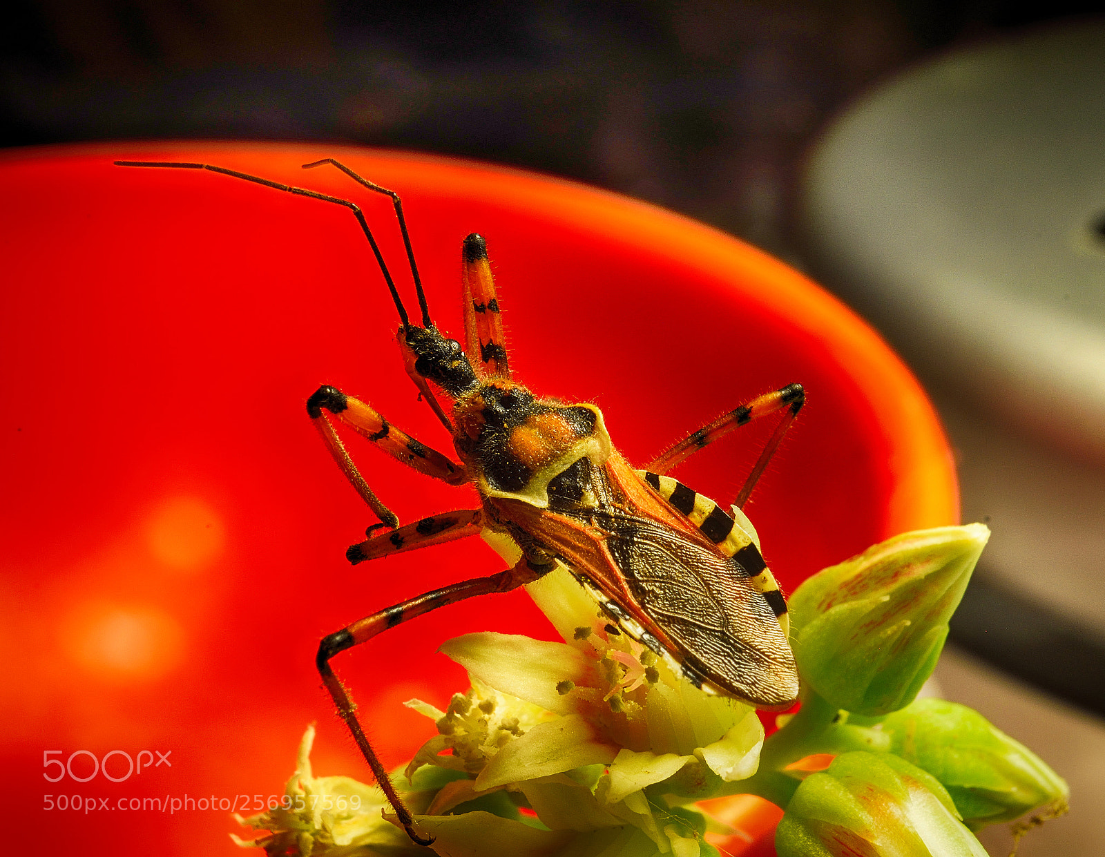Nikon D3300 sample photo. Strange beetle on a photography