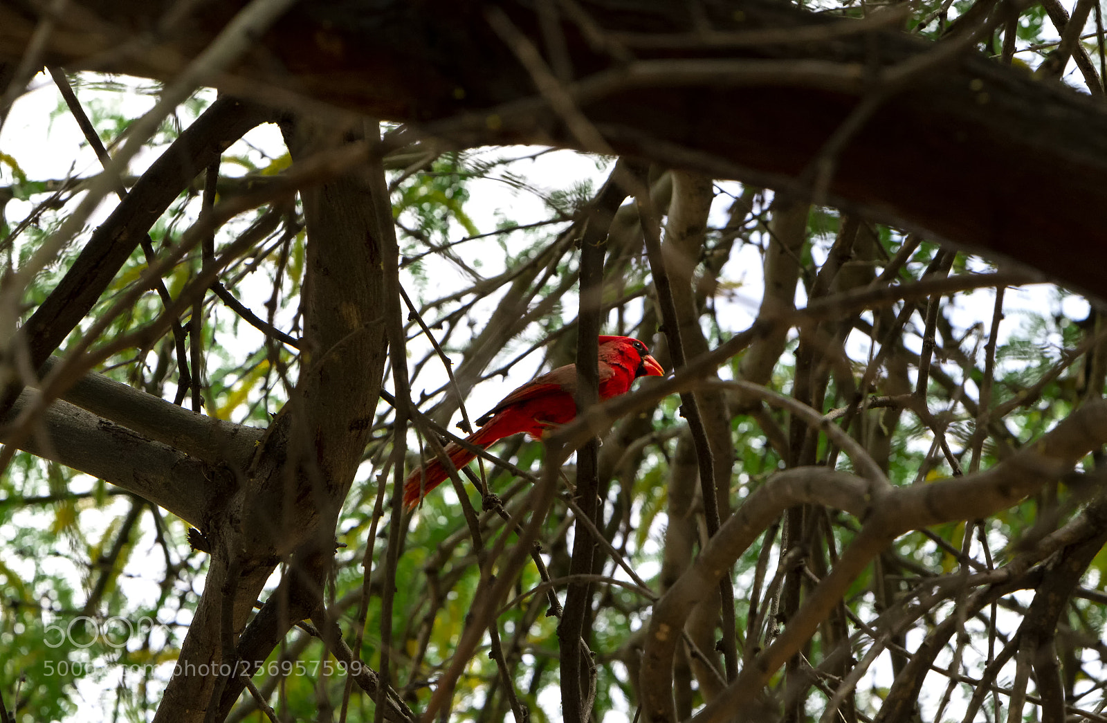 Nikon D500 sample photo. Touch of red... photography