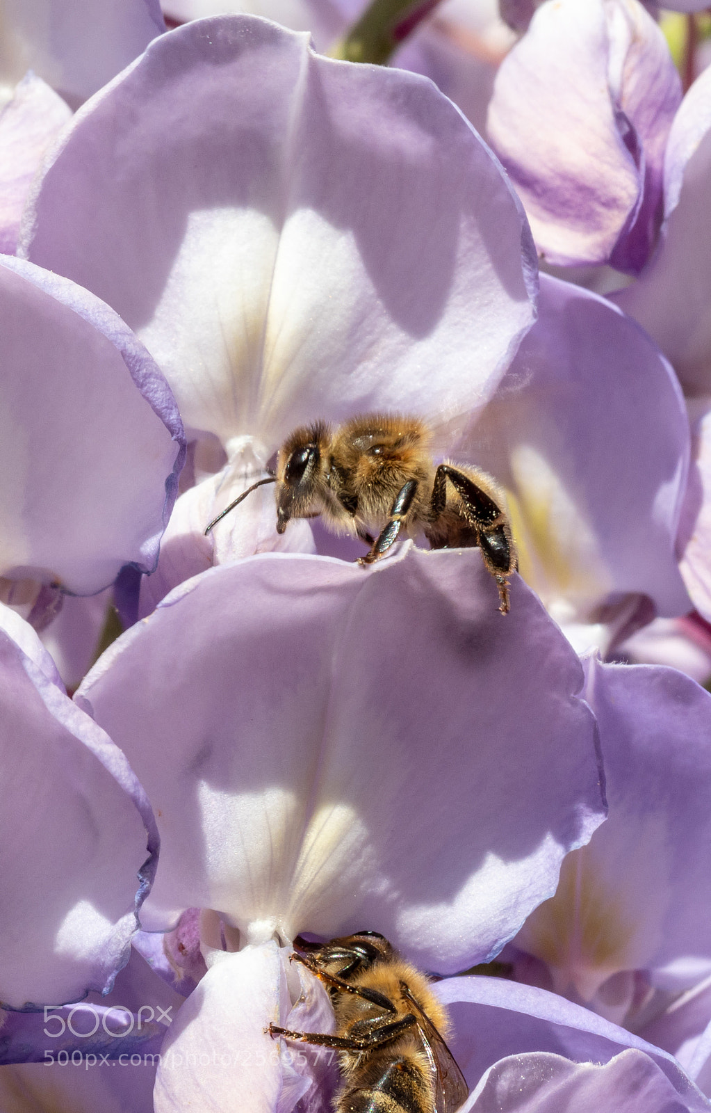Olympus OM-D E-M1 Mark II sample photo. Bees photography