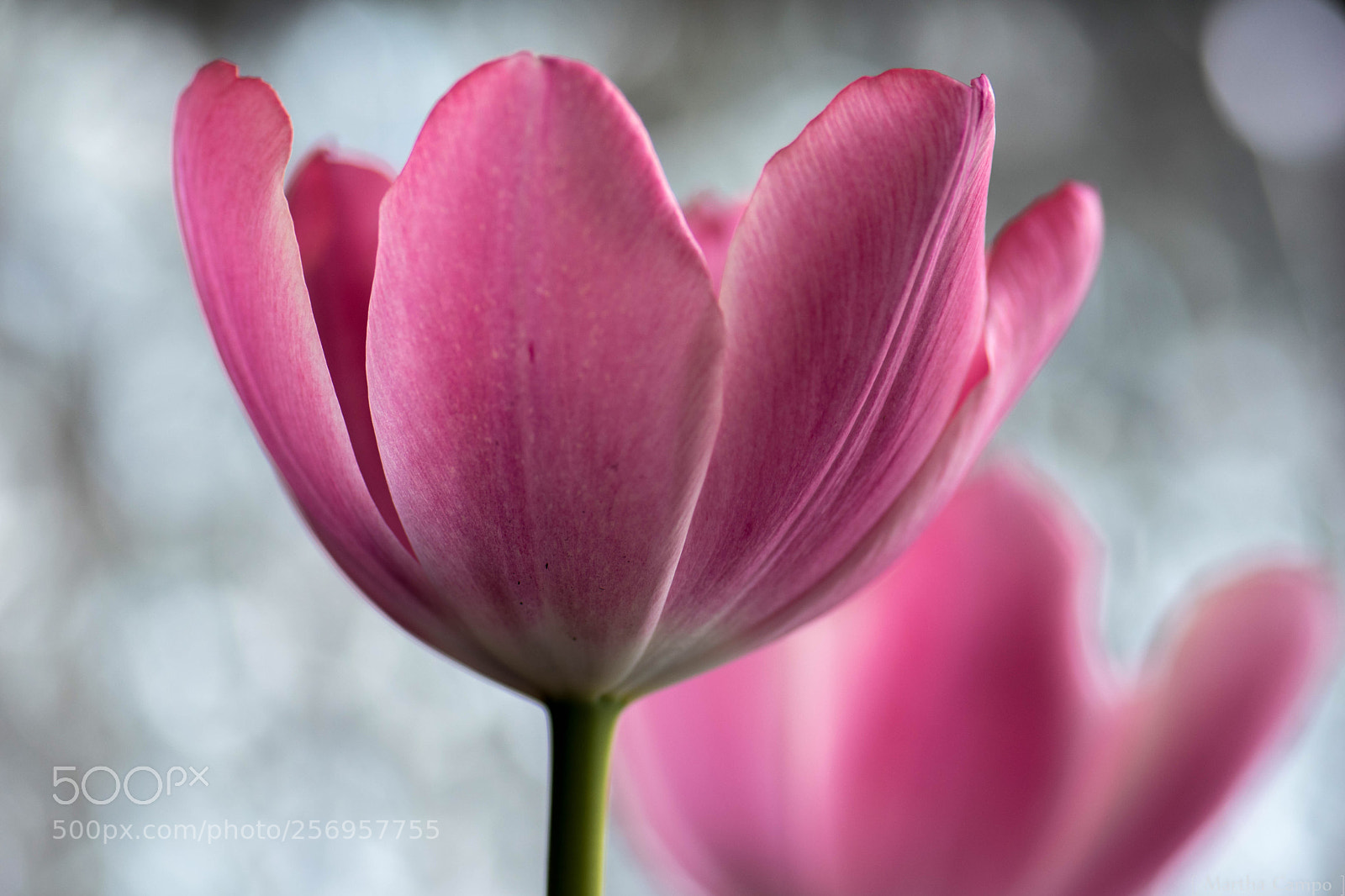 Nikon D5500 sample photo. Blooming tulips photography