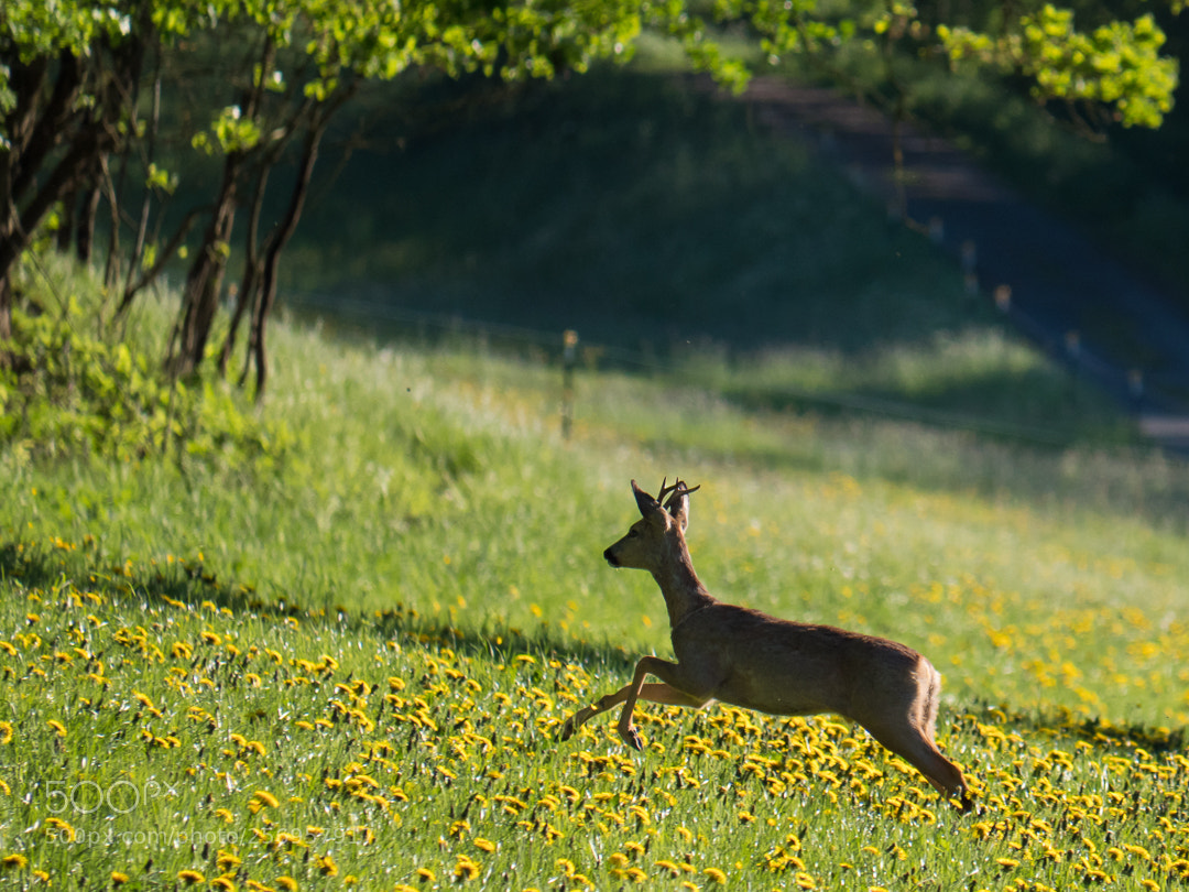 Panasonic Lumix DC-G9 sample photo. Running deer photography