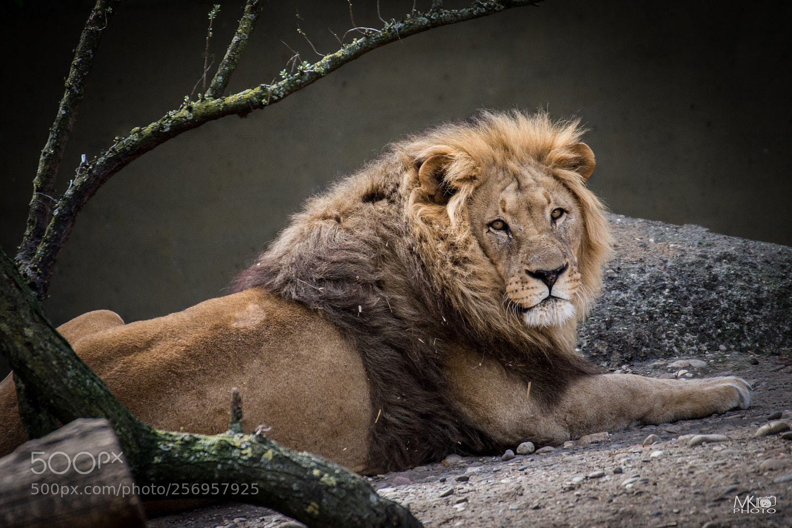 Nikon D7200 sample photo. Lion king photography