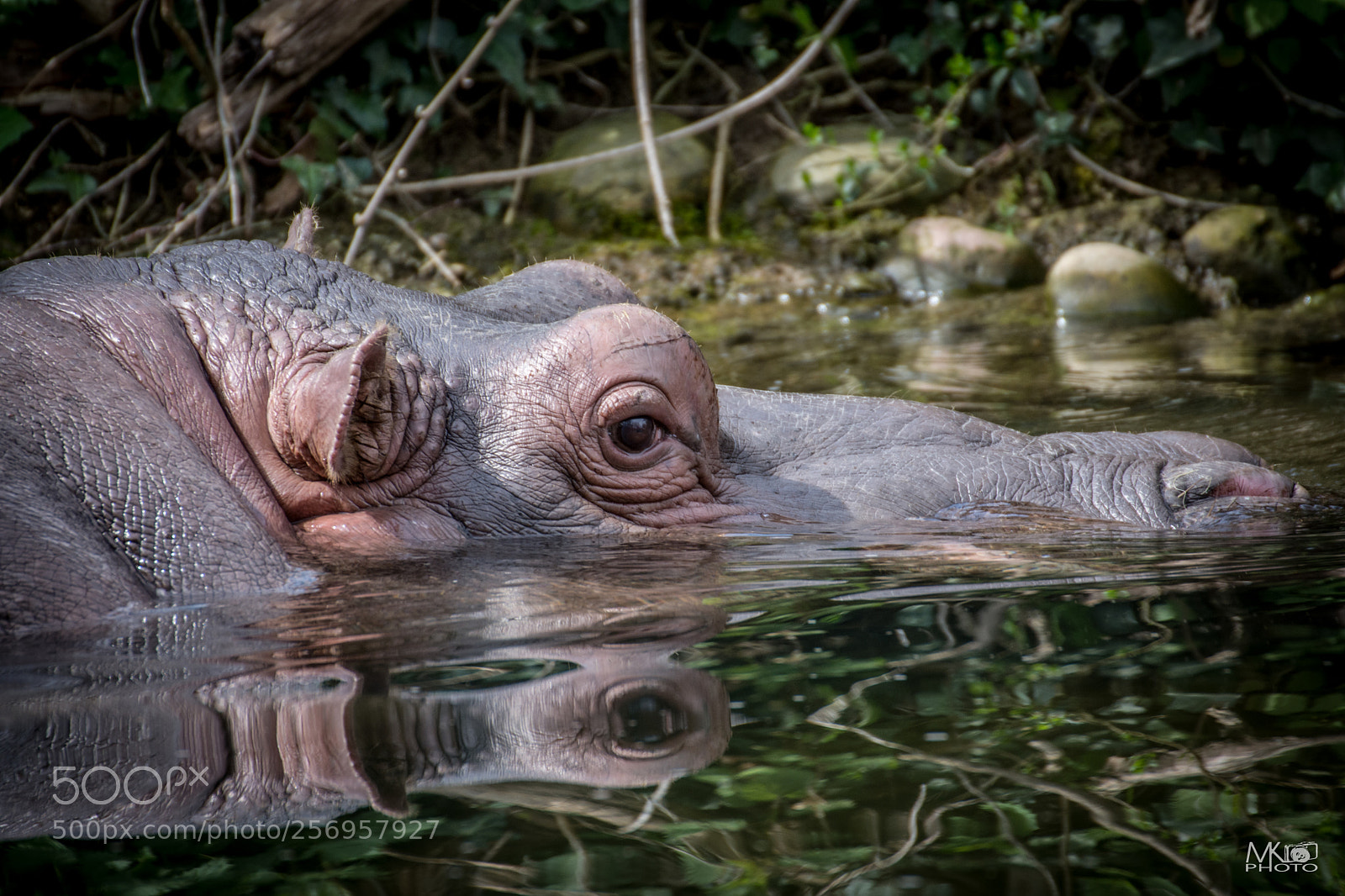 Nikon D7200 sample photo. Hippo photography