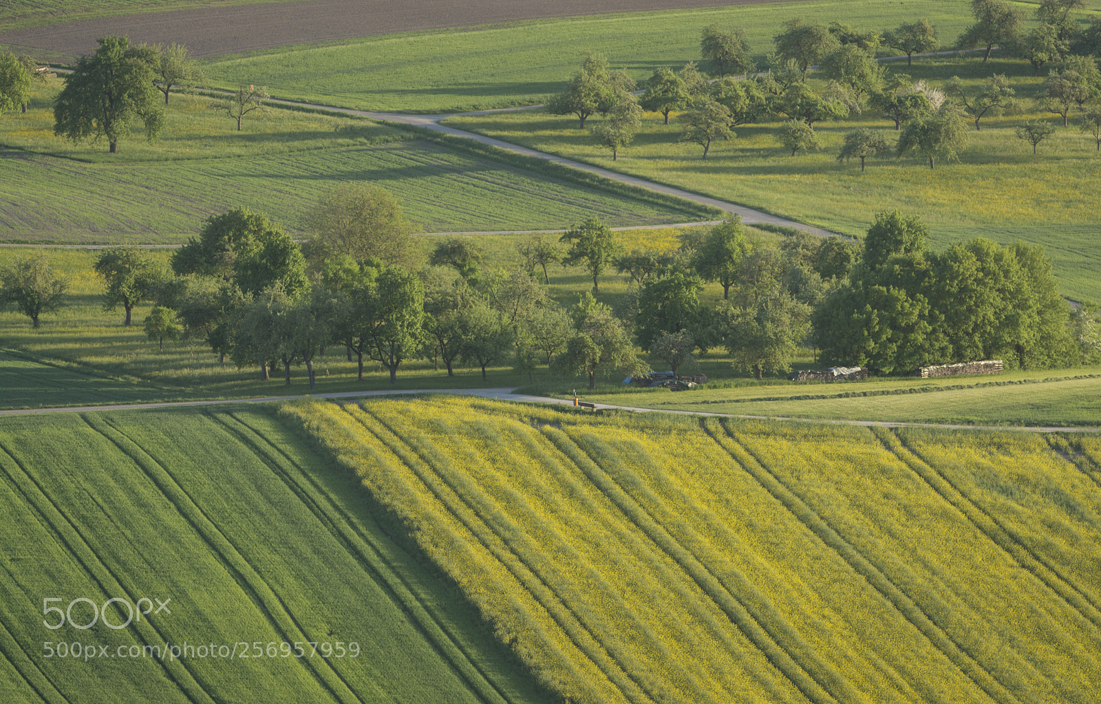 Nikon D7100 sample photo. Landscape with rapeseed photography