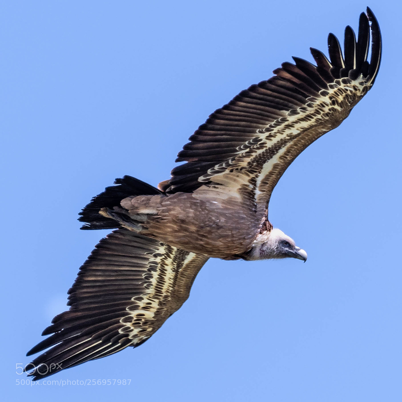 Nikon D500 sample photo. Vulture in la linea photography