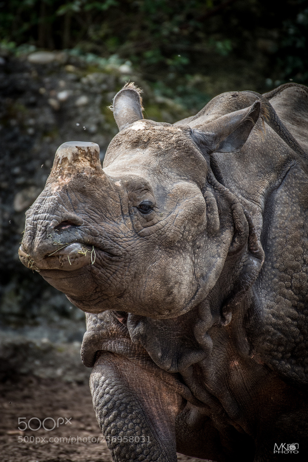 Nikon D7200 sample photo. Rhino photography