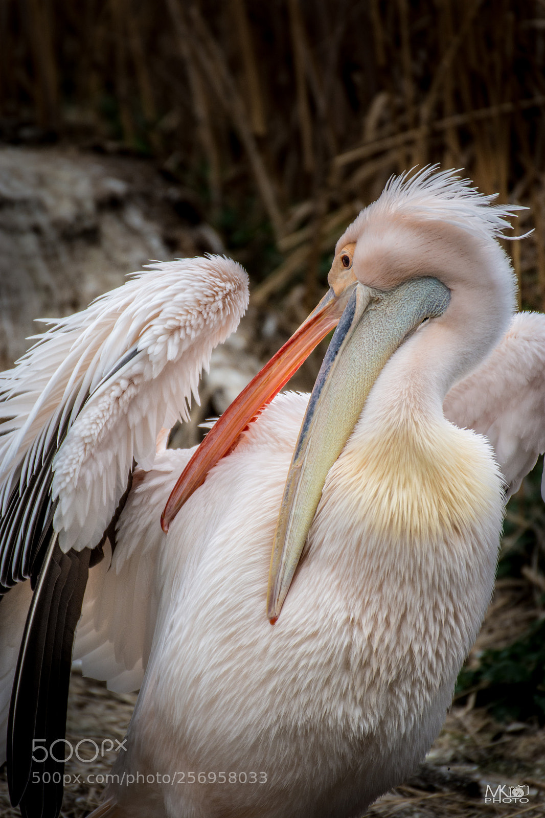 Nikon D7200 sample photo. Pelican photography