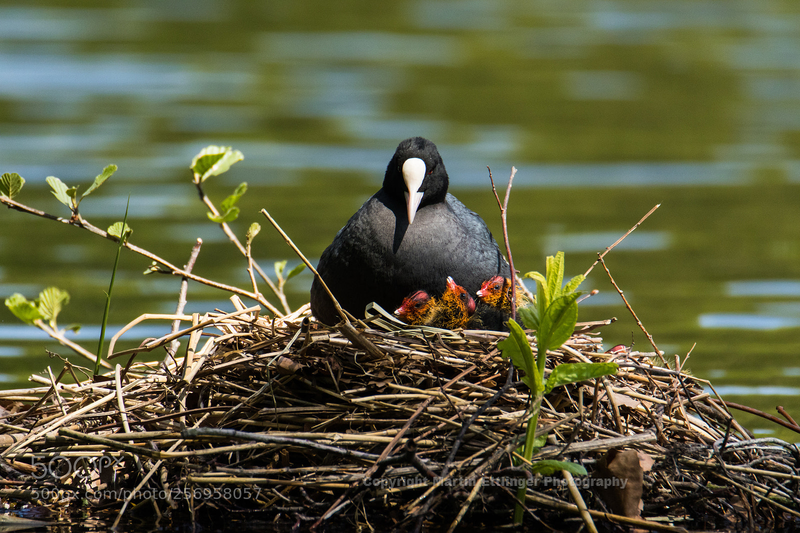 Canon EOS 7D Mark II sample photo. Black coot adult bird photography