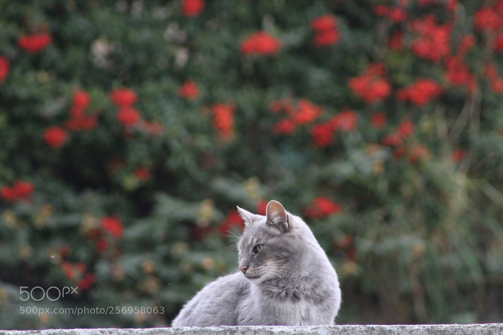 Canon EF 75-300mm f/4-5.6 sample photo. "neighbor's cat" photography