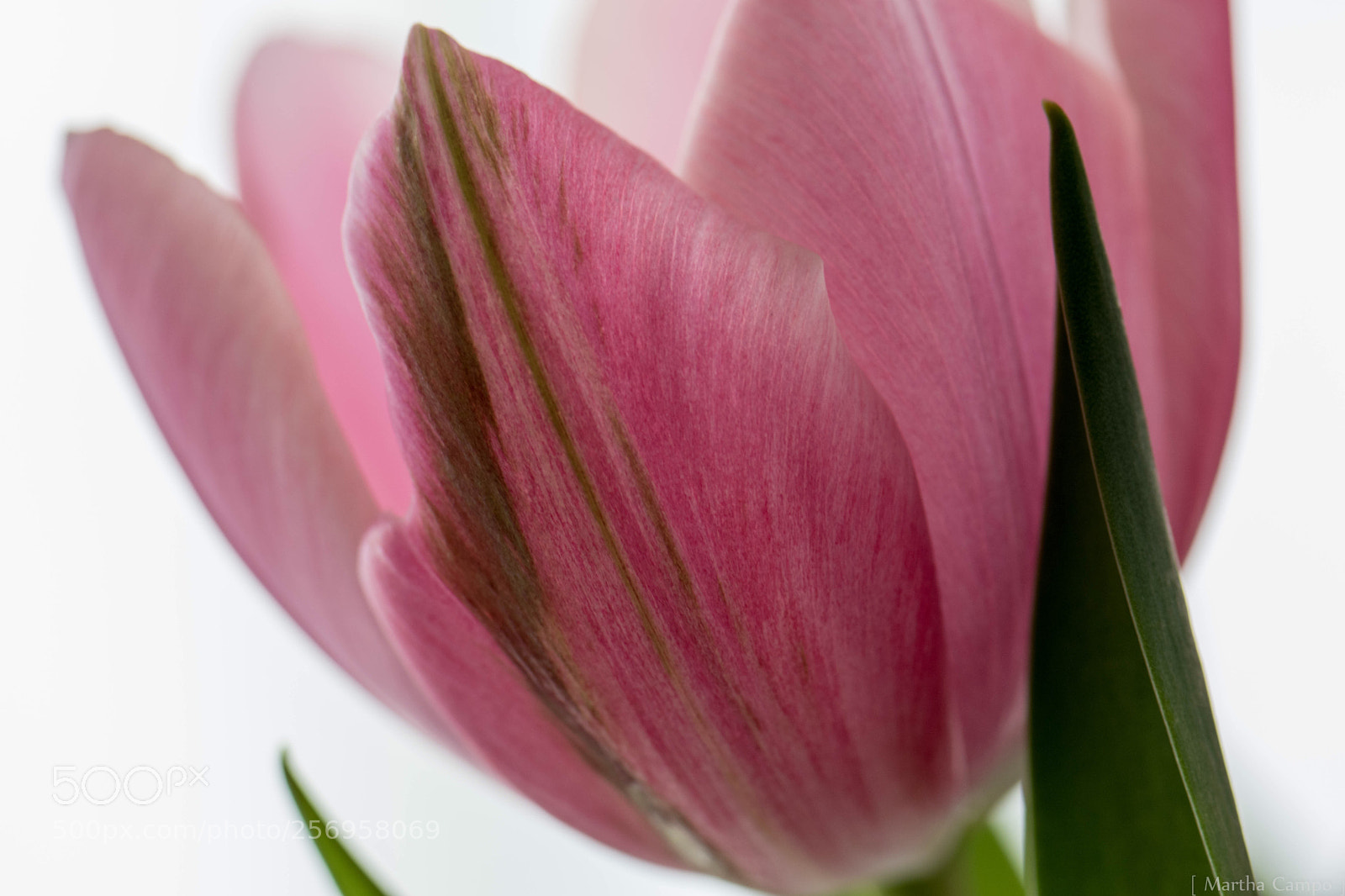 Nikon D5500 sample photo. Tulip leaves  photography