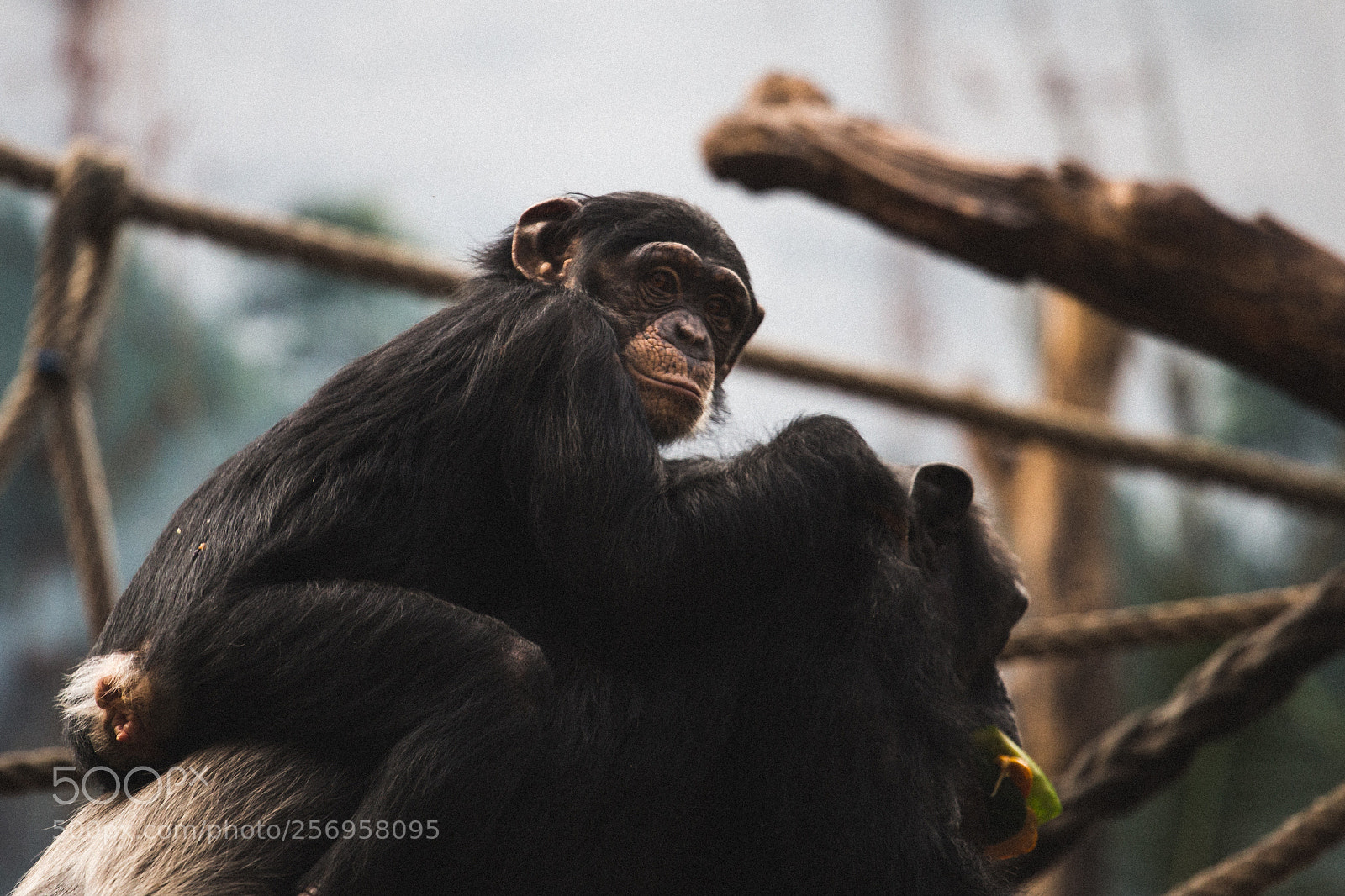 Canon EOS 6D sample photo. Little monkey photography