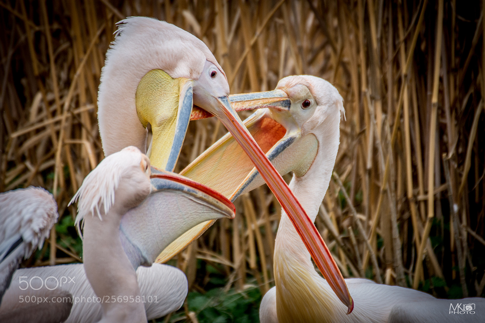 Nikon D7200 sample photo. Pelicans love photography
