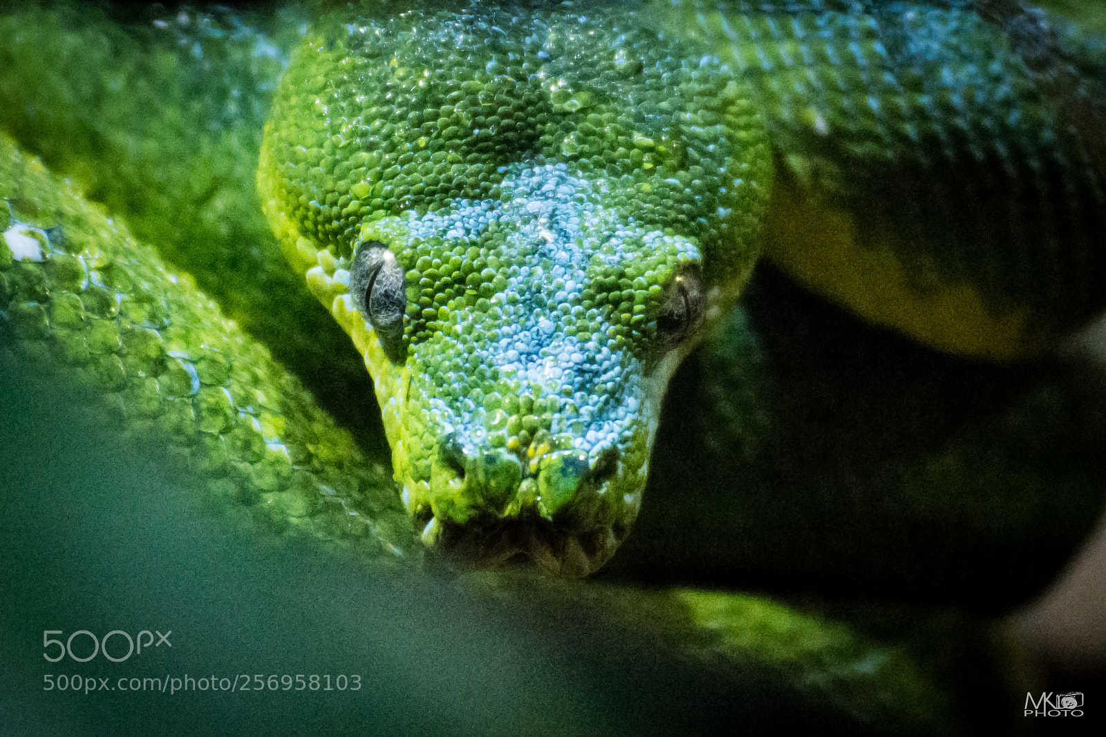 Nikon D7200 sample photo. Green poison photography