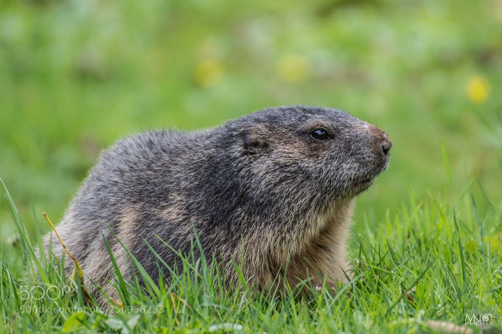 Nikon D7200 sample photo. Ground squirrel photography
