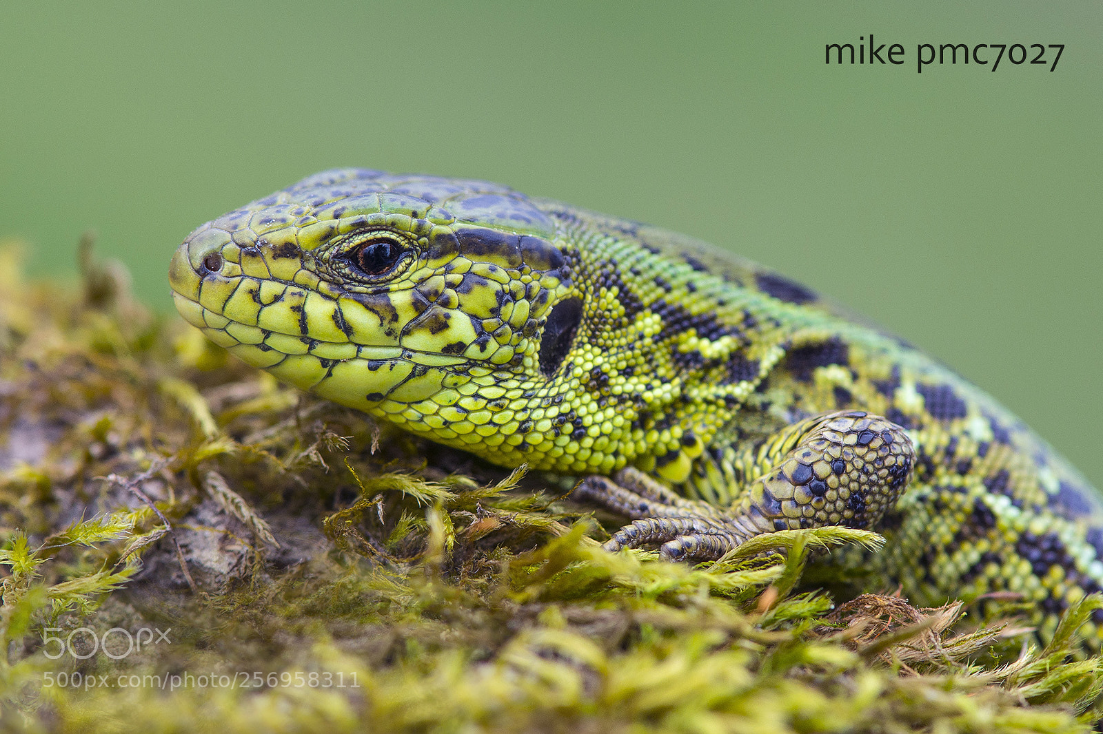 Nikon D7100 sample photo. The sand lizard (male) photography