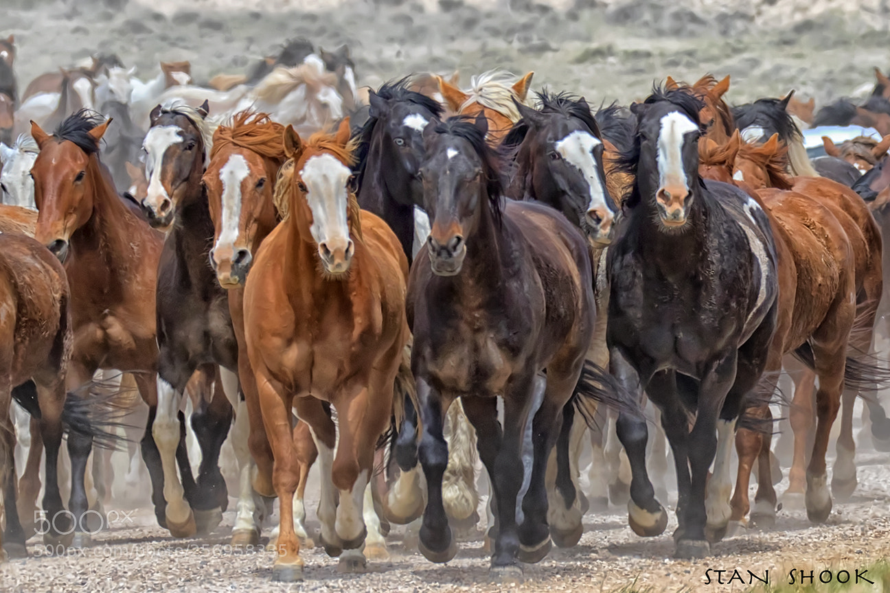 Canon EOS 7D Mark II sample photo. The great american horse photography
