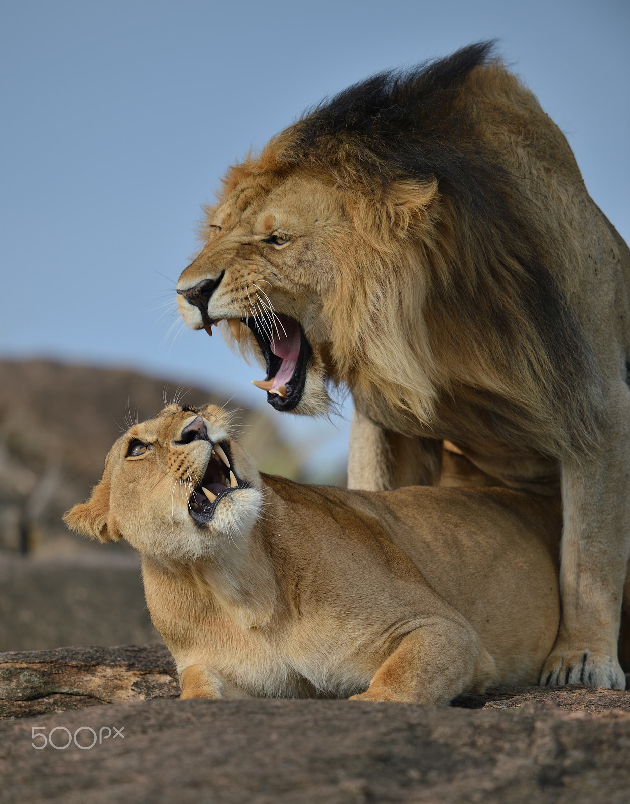 Nikon AF-S Nikkor 600mm F4G ED VR sample photo. True love in the masai mara photography