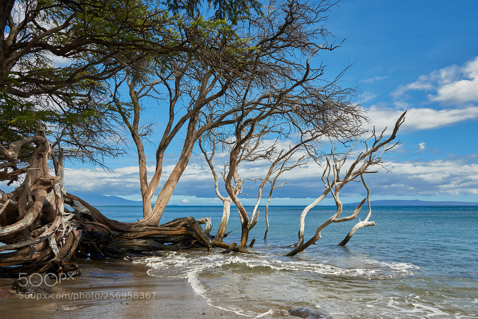 Nikon D800 sample photo. On the shore photography