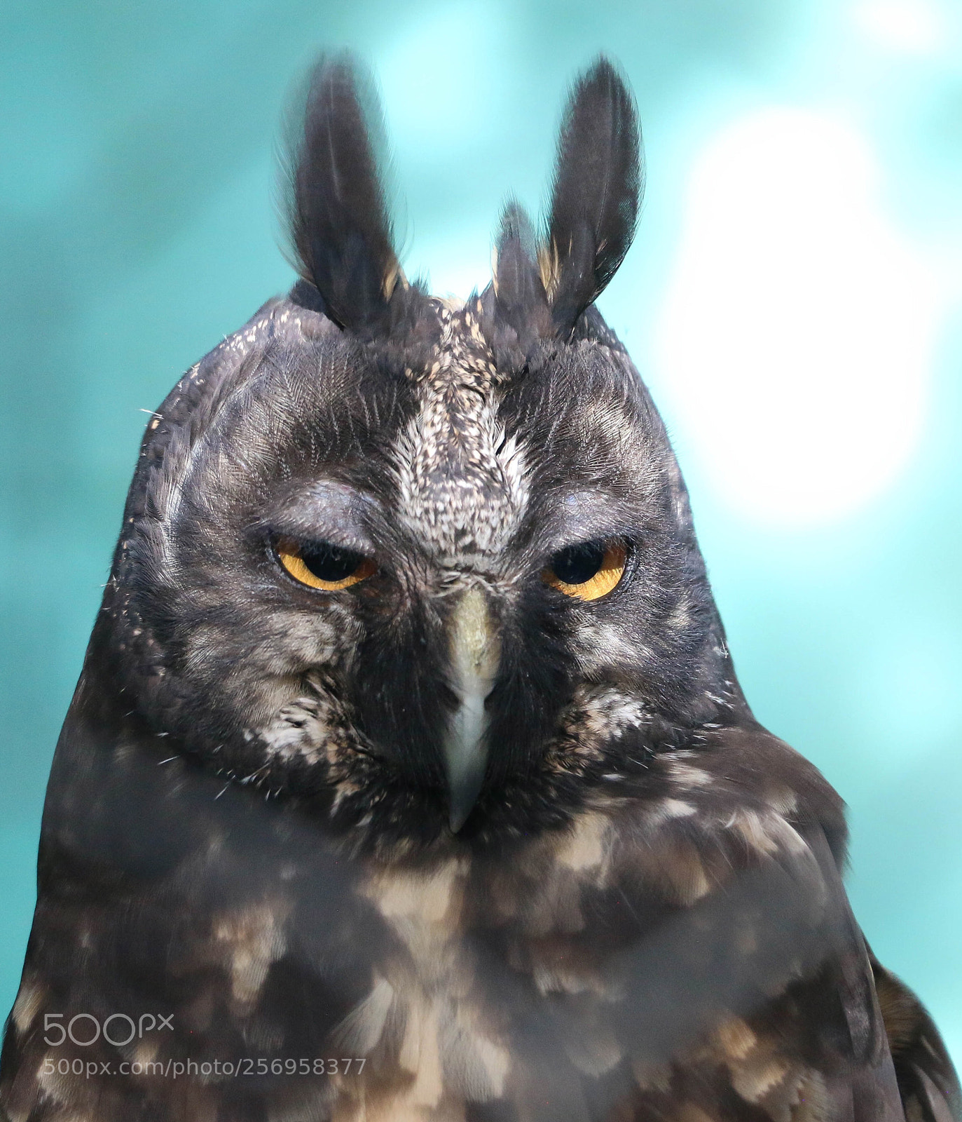Canon EOS 70D sample photo. Mocho diabo asio stygius photography