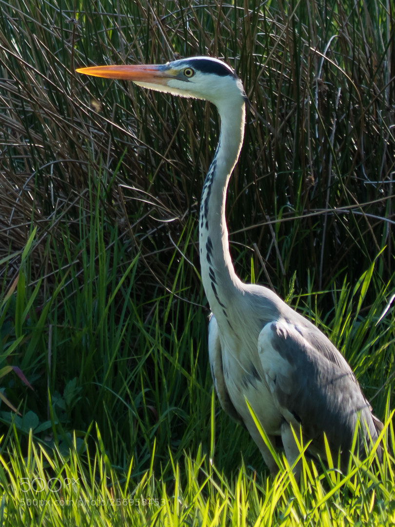 Panasonic Lumix DC-G9 sample photo. Grey heron photography