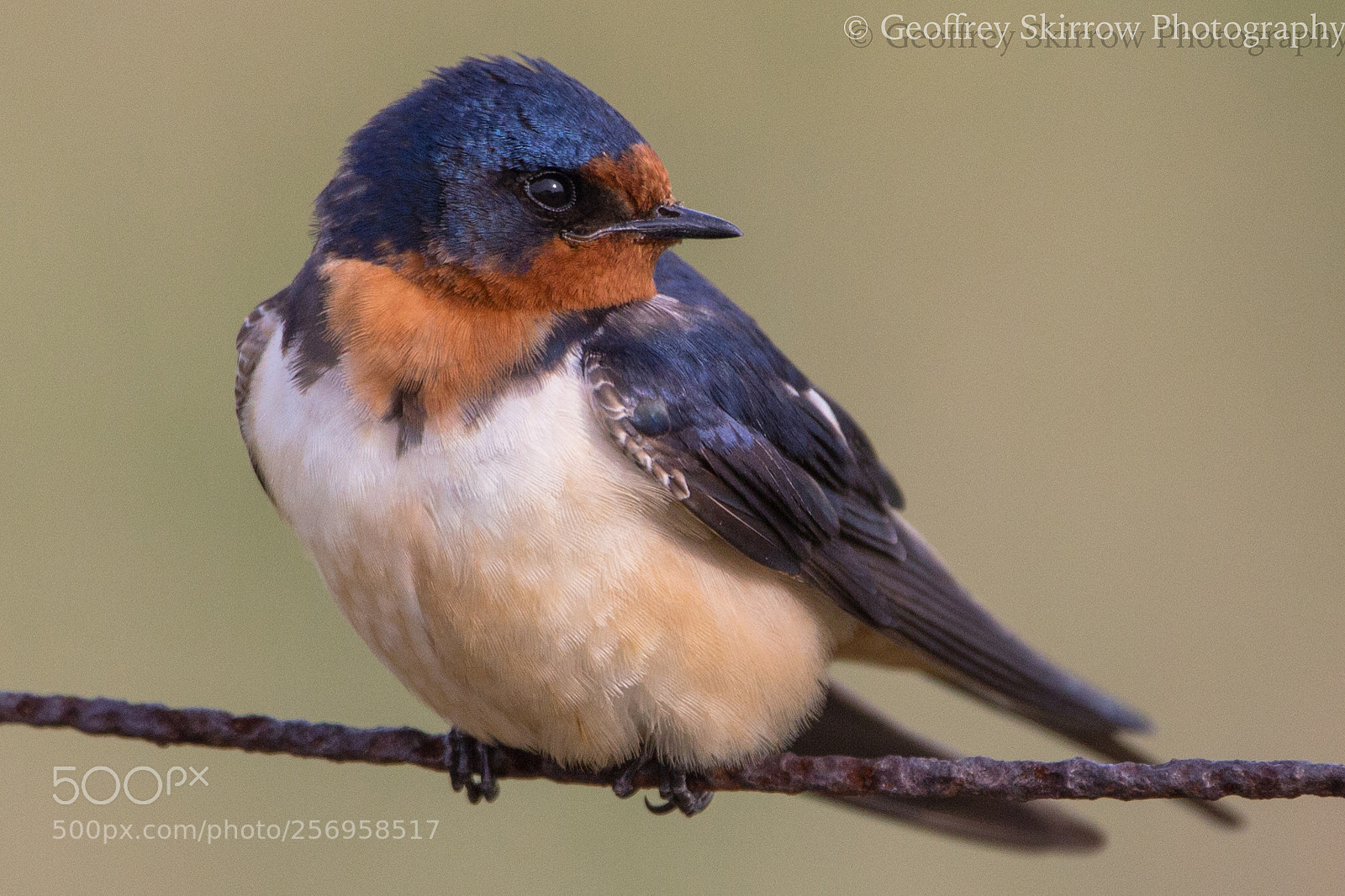 Canon EOS 6D sample photo. Barn swallow photography