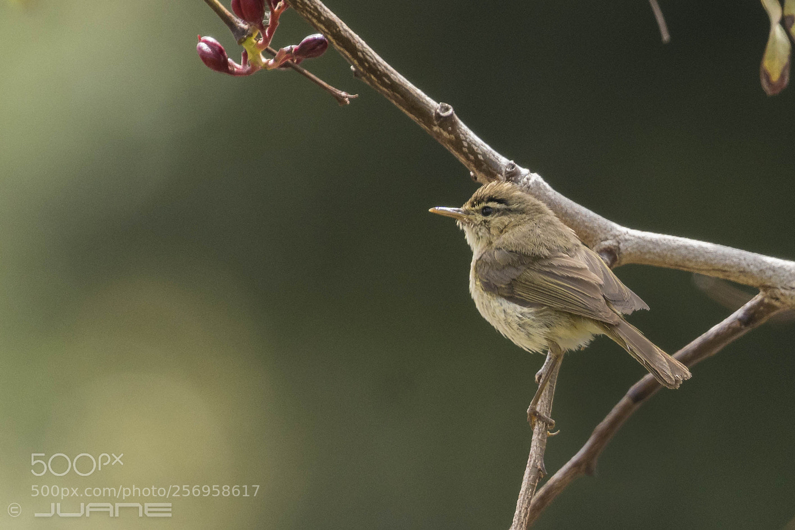 Sony a6300 sample photo. Mosquitero canario - phylloscopus photography