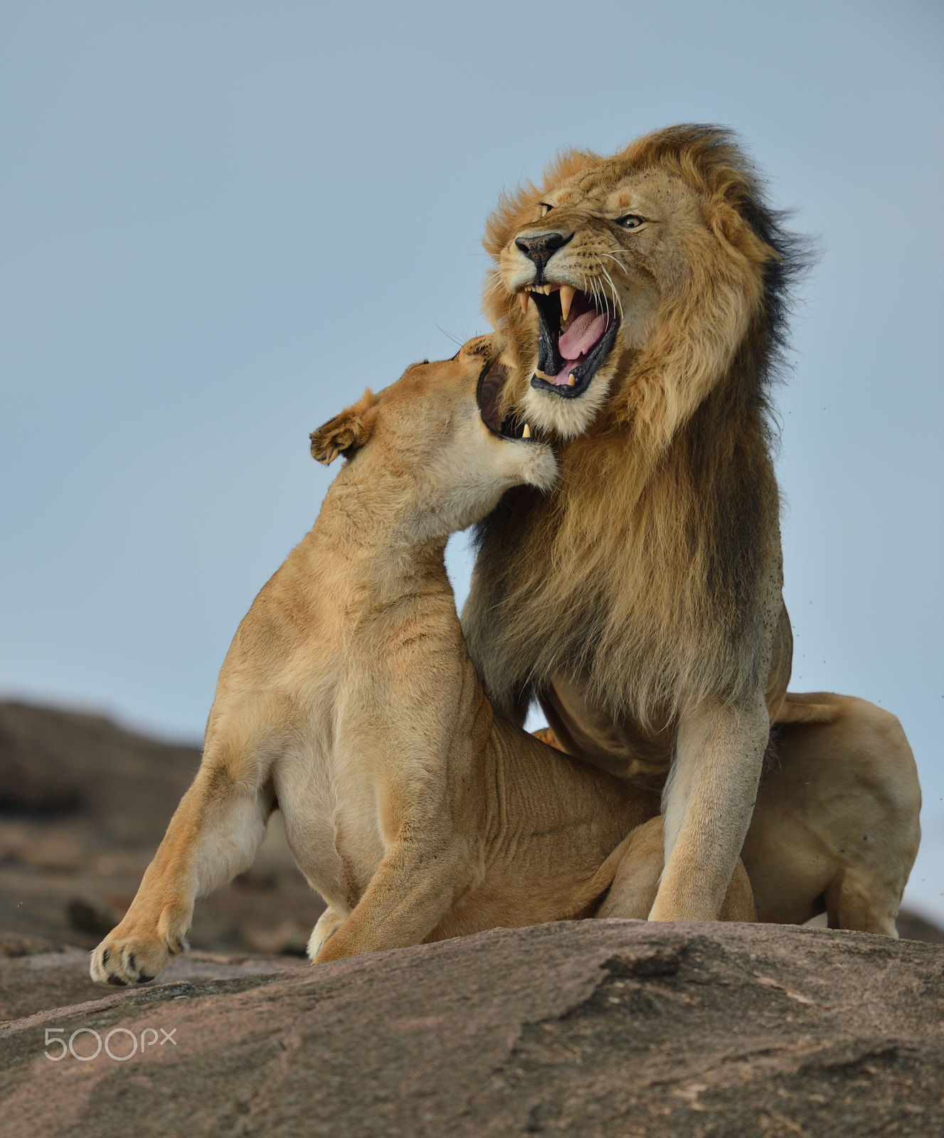 Nikon D4 sample photo. Lion love can be dangerous photography