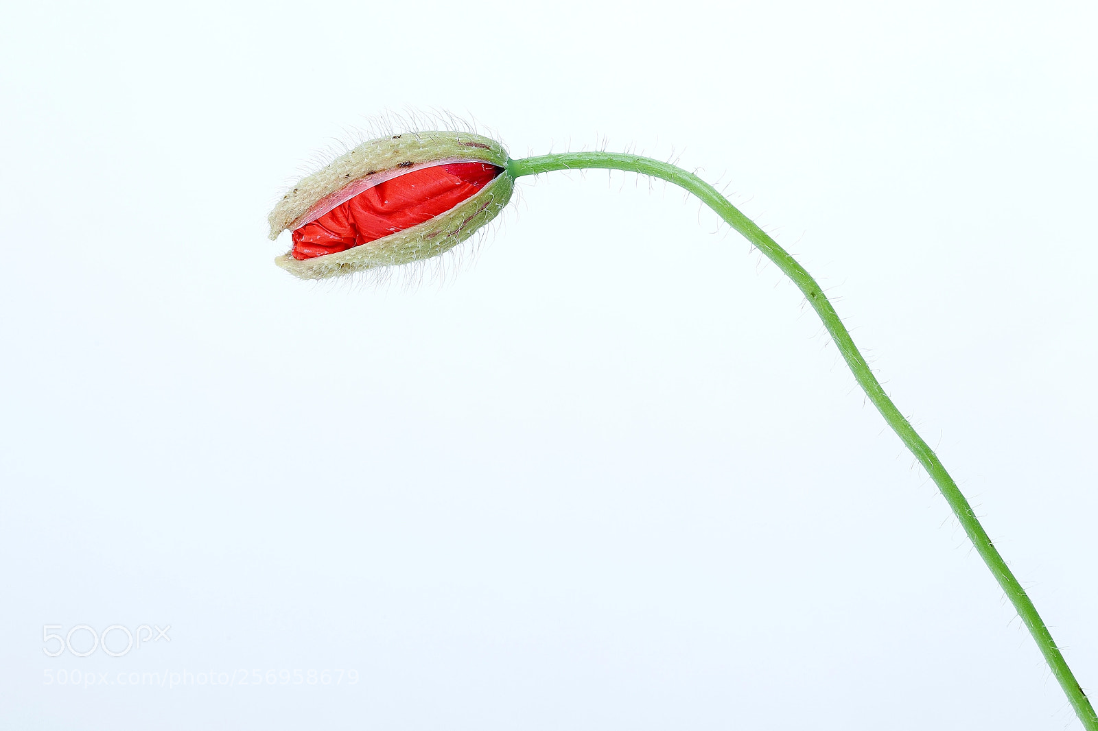 Canon EOS-1D Mark IV sample photo. Minimal photography