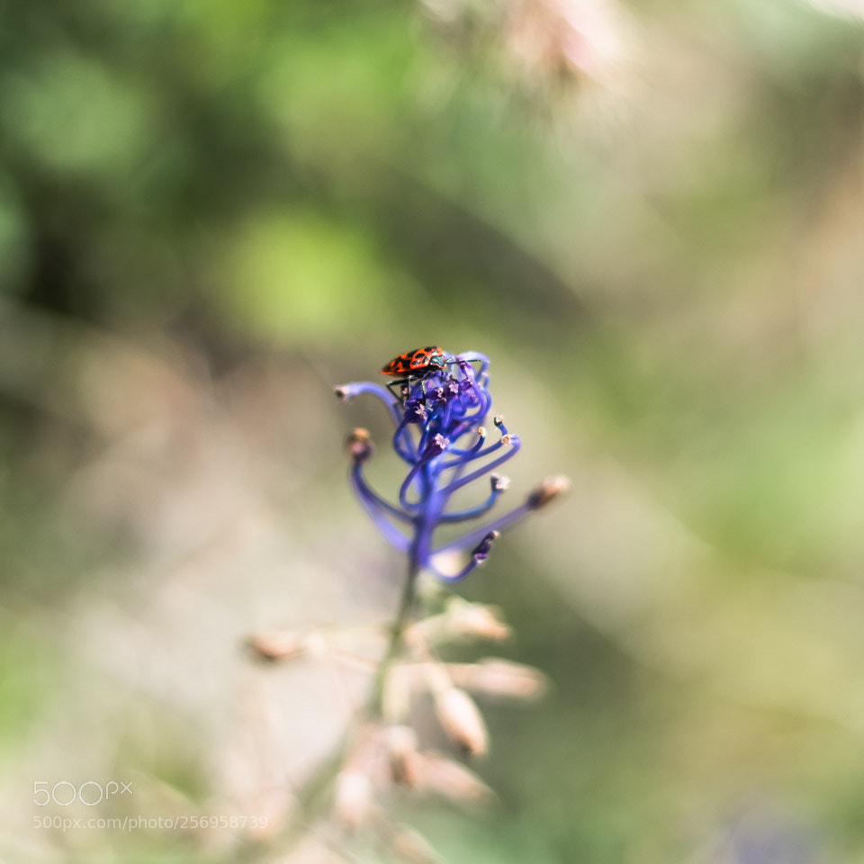 Nikon D5500 sample photo. Bug on flower photography