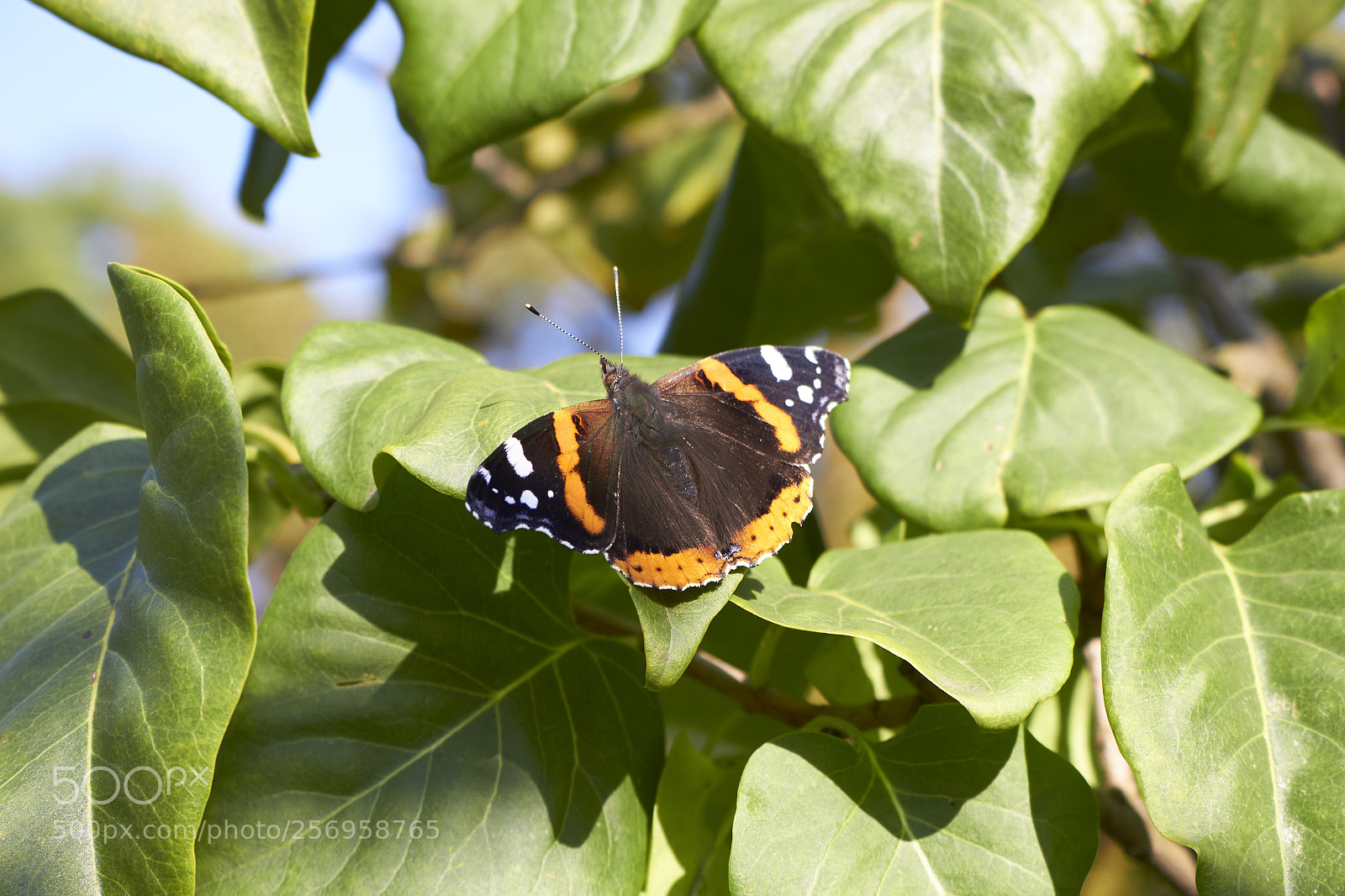 Canon EOS 100D (EOS Rebel SL1 / EOS Kiss X7) sample photo. Butterfly in azienki kr photography