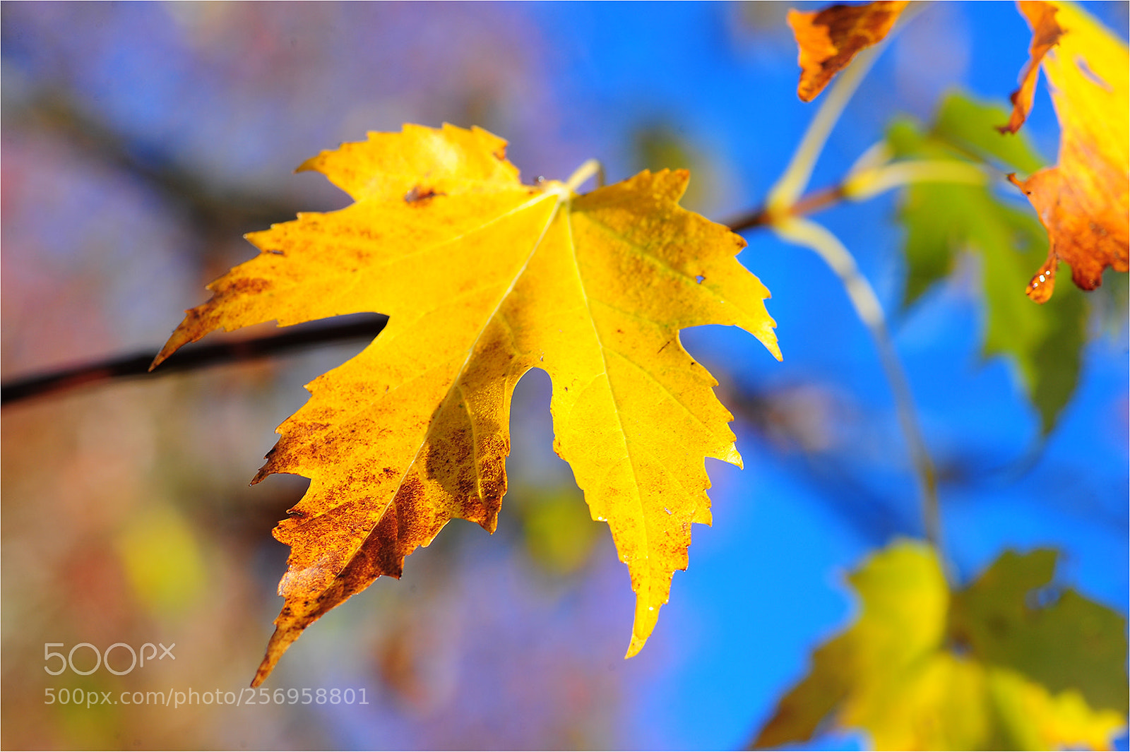 Nikon D700 sample photo. Kenmo colours photography